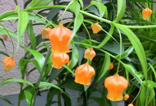 養(yǎng)花久了才發(fā)現(xiàn),越是漂亮的花卉,實際越難養(yǎng)